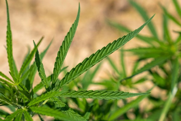 Cannabis Category For SEO Guest Posting