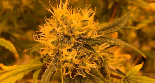 Write For Us CBD