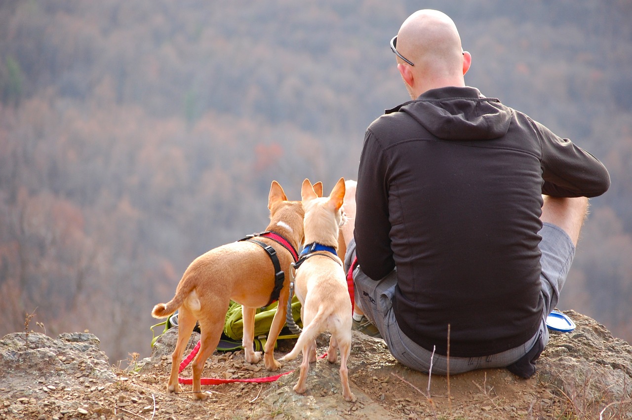 5 Amazing Reasons To Travel With Your Dog In 2021
