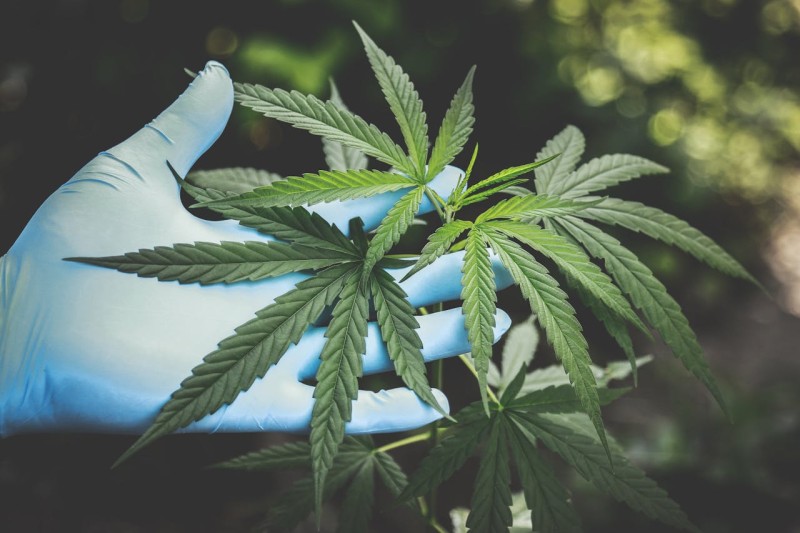 Mental Health के लिए CBD के फ़ायदे – एक Natural समाधान