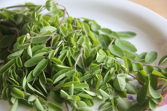 Healthpally hints Moringa Healing Effects