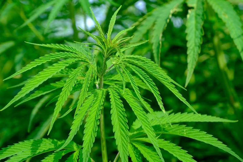 negative-effects-of-hemp-on-us-628a900c1275b.jpg