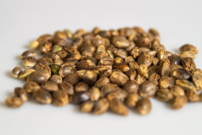 The Top 5 High-Yield Marijuana Seeds for Maximum Harvest
