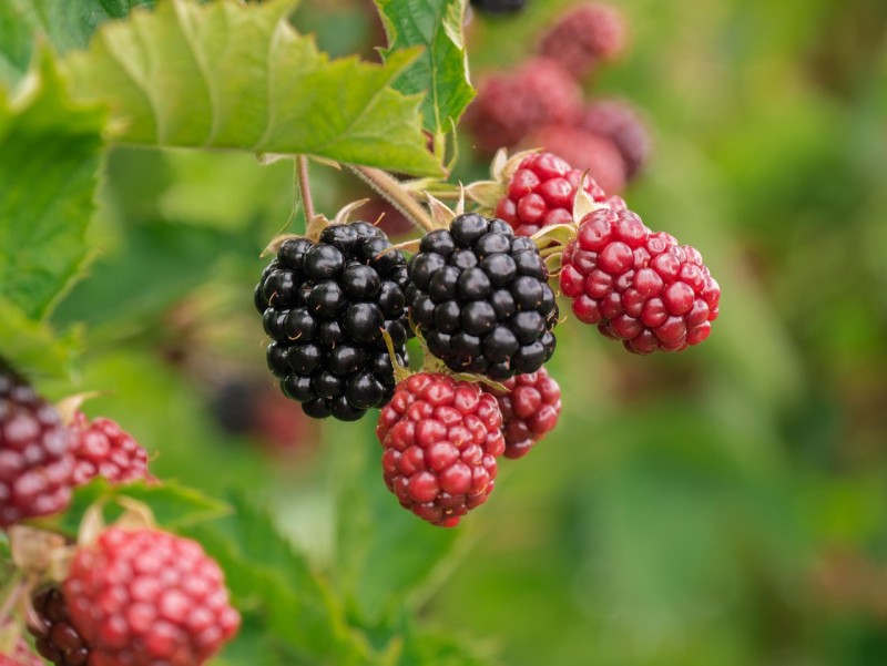 Top 10 Benefits Of Eating Healthy Food